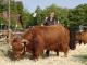 thumbnail 052 --7077.jpg