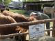 thumbnail 053 --7082.jpg