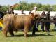thumbnail 168 Bullen Klasse 4-1c-26-Sago von Shetland-Michael Glander, Delmenhorst.jpg