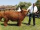 thumbnail 172 Körbullen 16-Sirius ut Sells-André Martens, Schiffdorf.jpg