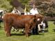 thumbnail 214 Bullen Klasse 1-1f-7-Cornel von Stelle-Hannelore Uhlhorn, Twistringen.jpg