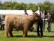 thumbnail 216 Bullen Klasse 1-1d-1-Oak's Boy 3rd of Green Oak-Roberto Bock, Sonnewalde .jpg