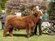 thumbnail 218 Bullen Klasse 1-1e-3-Soldier ut Sells-André Martens, Schiffdorf.jpg