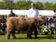 thumbnail 233 Bullen Klasse 1-1h-2-Campino vom Hammelswarder Moor-Michael Büsing, Brake.jpg