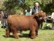 thumbnail 308 Bullen Klasse 2-1c-14-Odin vom Schorlingkamp-Peter Frey, Syke.jpg