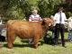 thumbnail 360 Bullen Klasse 3-1c-20-Bracken vom Sunderberg-Willi Bange, Brilon.jpg