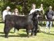thumbnail 369 Bullen Klasse 3-1f-21-Dùghall von Jiggel-Stephan Janz, Schnega.jpg