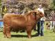 thumbnail 373 Bullen Klasse 3-1e-24-Camillo vom Winterbach-Fritz Hadeler, Pennigsehl.jpg
