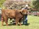 thumbnail 429 Bullen Klasse 4-1e-25-Campbell vom Sulzbachtal-Renate u. Herbert Schmidt, Dienethal.jpg