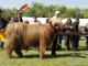 thumbnail 432 Bullen Klasse 4-1c-26-Sago von Shetland-Michael Glander, Delmenhorst,.jpg