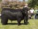 thumbnail 441 Bullen Klasse 5-1a-31-Philip-Klaus Wannewitz, Verden--94.jpg