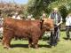 thumbnail 452  Bullen Klasse 5 1e 32 Otis vom Schorlingkamp Peter Frey, Syke.jpg