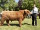 thumbnail 454 Bullen Klasse 5-1d-33-Masai vom Haarstrang-Andre Heisterkamp, Unna.jpg