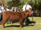 thumbnail 603 Färsen Klasse 8-1b-56-Bea vom Fläminghof-Falko Schlüter, Blönsdorf.jpg