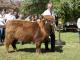 thumbnail 604 Färsen Klasse 8-1h-57-Dajana von den Sillenwiesen-Heinfried Scharninghausen, Steyerberg.jpg