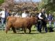 thumbnail 634 Färsen Klasse 9-1e-60-Maisie 4 vom Lehstener Moor-Falko Steinberg, Bürgerhof .jpg
