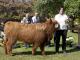 thumbnail 676 Färsen Klasse 10-1f-69-Maisie 2nd vom Isenbeck-Anke u. Helmut Heuer-Jungemann, Nienwohlde.jpg