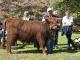 thumbnail 721 Färsen Klasse 11-1d-75-Laurie vom Sulzbachtal-Renate u Herbert Schmidt, Dienethal. .jpg