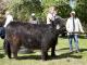 thumbnail 723 Färsen Klasse 11-1b-76-Anthea of Hof Husmann-Karl-Heinz Potthoff, Enningerloh.jpg