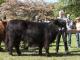 thumbnail 857 Färsen Klasse 15-1d-103-Meggy Dubh 4 vom Wartenberg-Martin u. Jan-Hendrik Hoof, Schacht Audorf.jpg