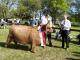 thumbnail 891 Sieger Färsen 1a-100-Becky vom Fläminghof-Falko Schlüter, Blönsdorf.jpg