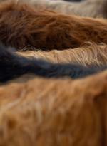 thumbnail DSC9563.jpg